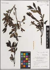 Foto von Salix myrsinifolia Salisb.